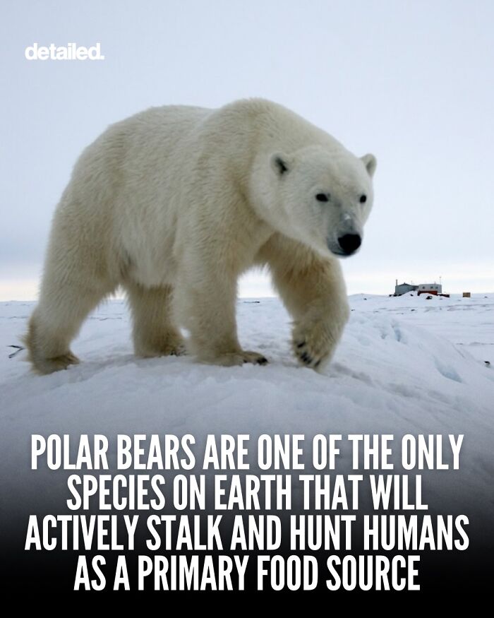 Polar bear walking on snowy landscape known for stalking and hunting humans