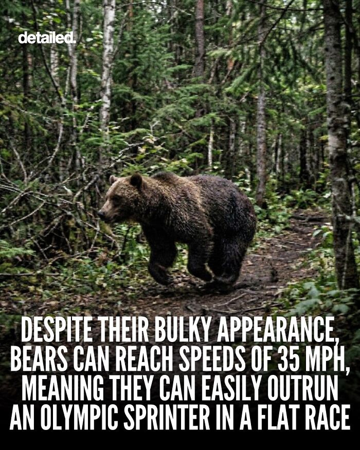 Bear running fast in forest reaching speeds up to 35 mph outrunning sprinters