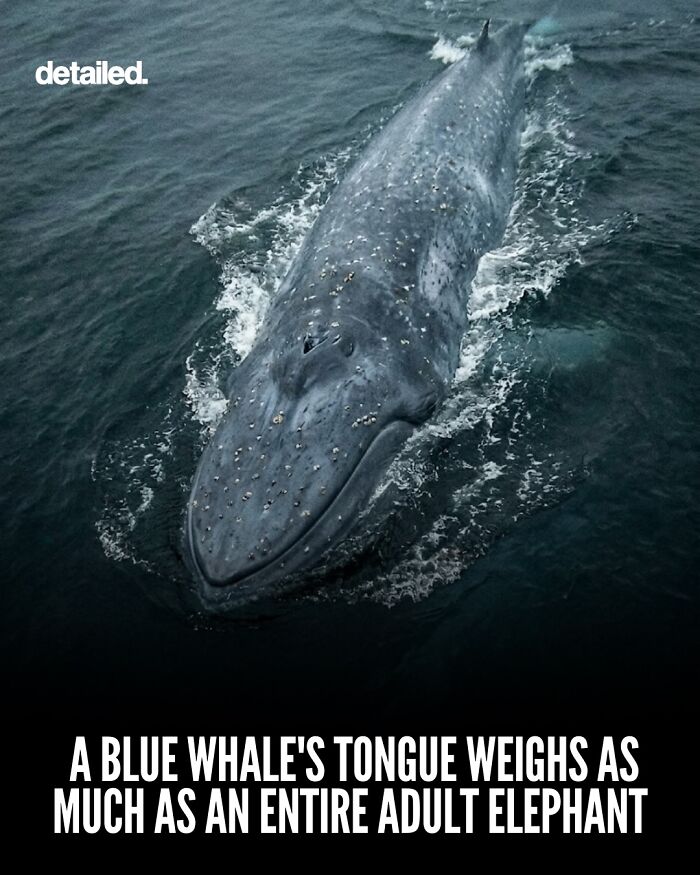 Blue whale swimming with tongue weighing as much as an adult elephant