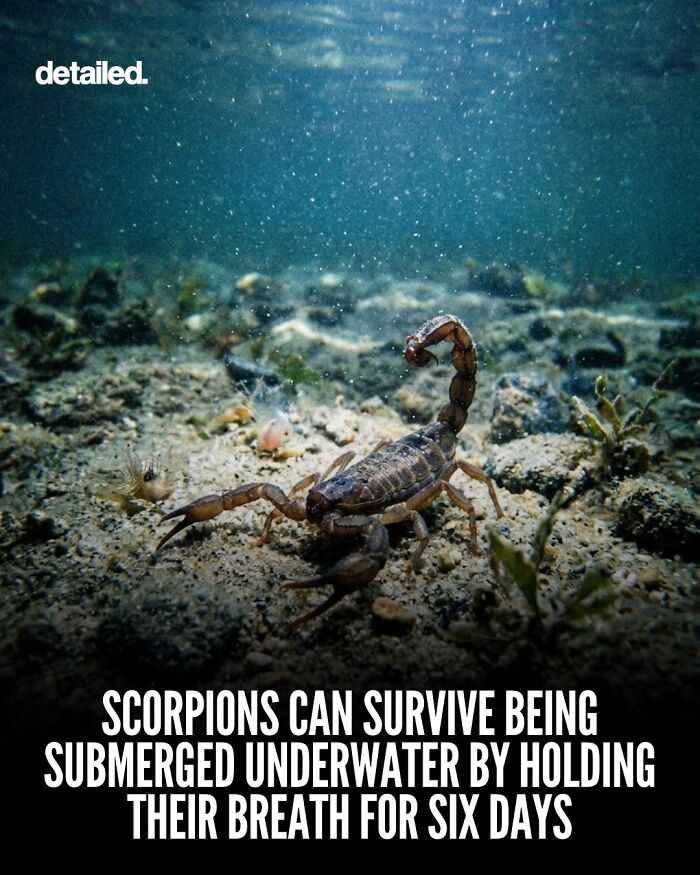 Scorpion underwater holding breath for six days showing survival skills