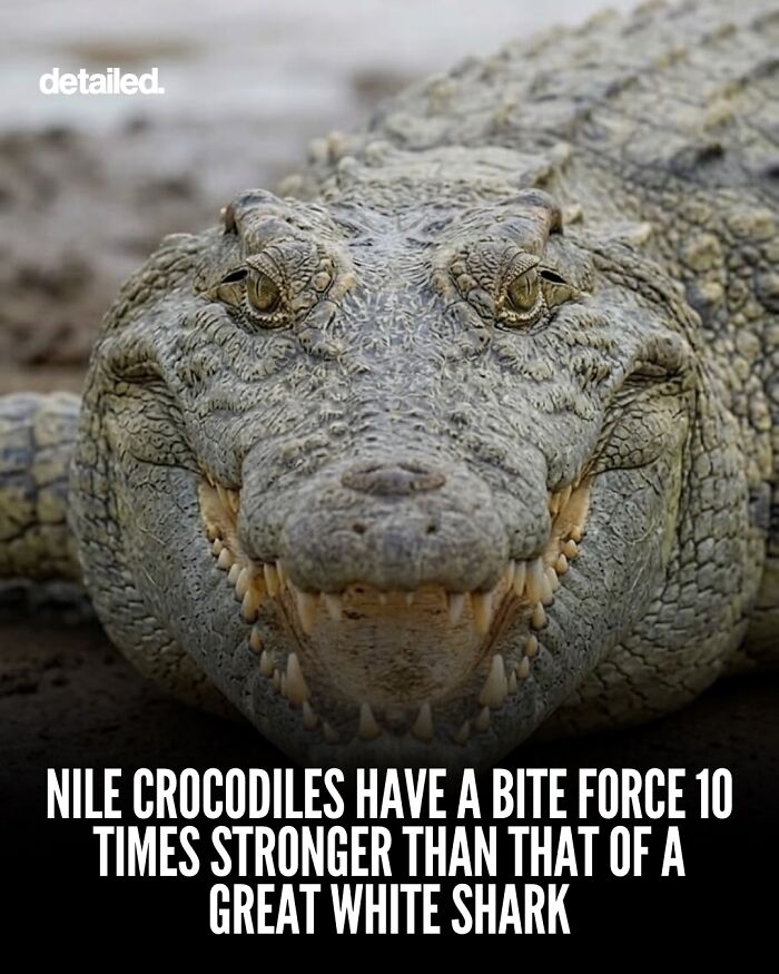 Close-up of Nile crocodile with bite force stronger than great white shark