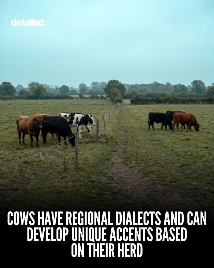Cows grazing in an open field showing regional dialects and unique herd accents