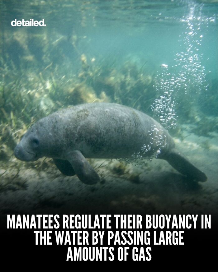 Manatee underwater regulating buoyancy by releasing large amounts of gas