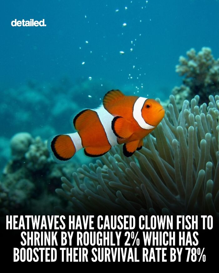 Clown fish swimming underwater with heatwaves causing size shrinkage and survival boost