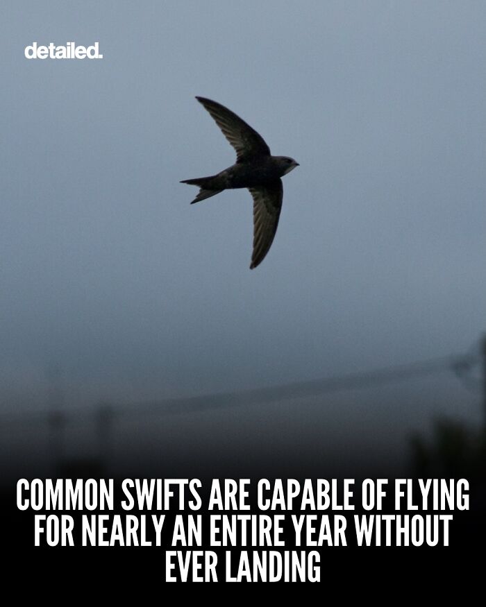 Common swift flying in the sky capable of nearly nonstop flight for an entire year