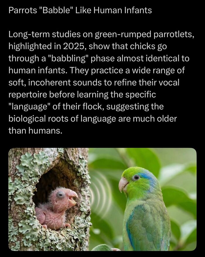 Green-rumped parrotlet chick babbling like human infants in bird communication study