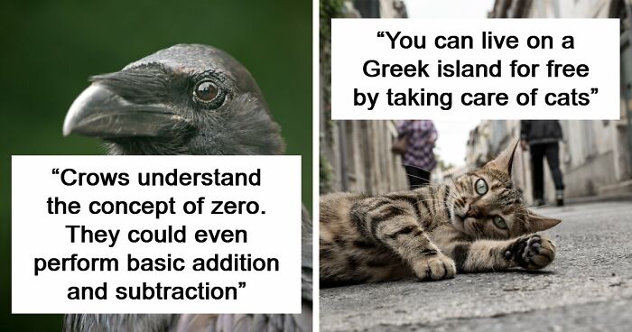 “Here To Explain Everything”: 92 Facts And Stories You Might Not Have Heard Of Before