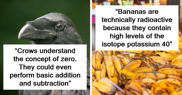 “Here To Explain Everything”: 92 Facts And Stories You Might Not Have Heard Of Before