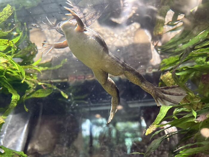 An unusual view of a frog swimming upside down in an aquarium, a bizarre image.