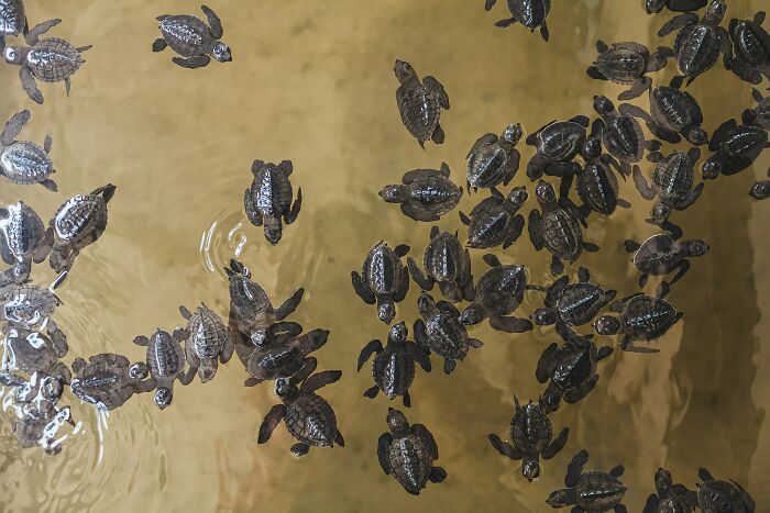 A group of baby sea turtles swimming in shallow water, a cool and interesting fact.