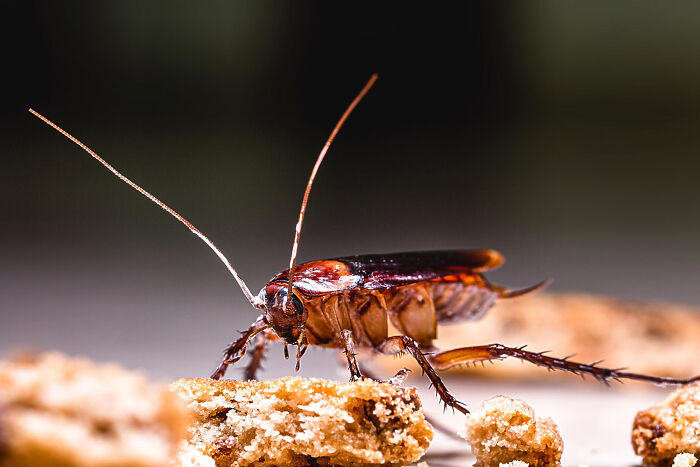 Macro shot of cockroach on crumbs illustrating random facts
