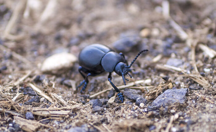 Black beetle crawling on soil and small twigs