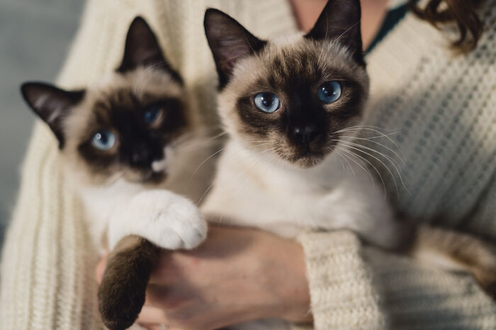Person holding two Siamese cats with blue eyes indoors