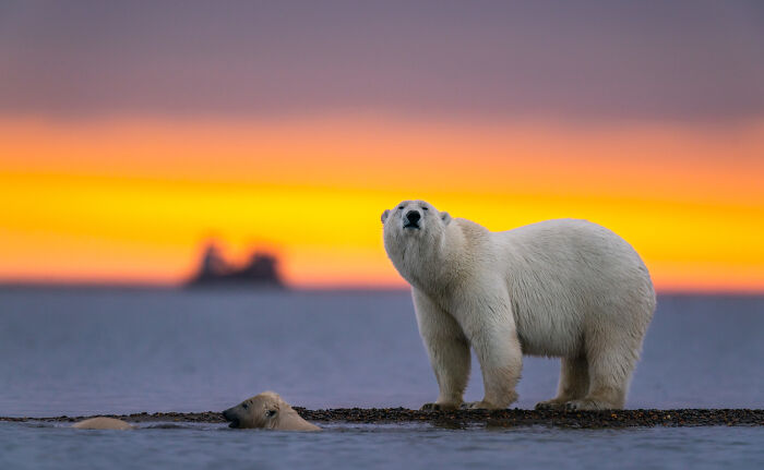 Polar bear at sunset depicting random specific facts about nature