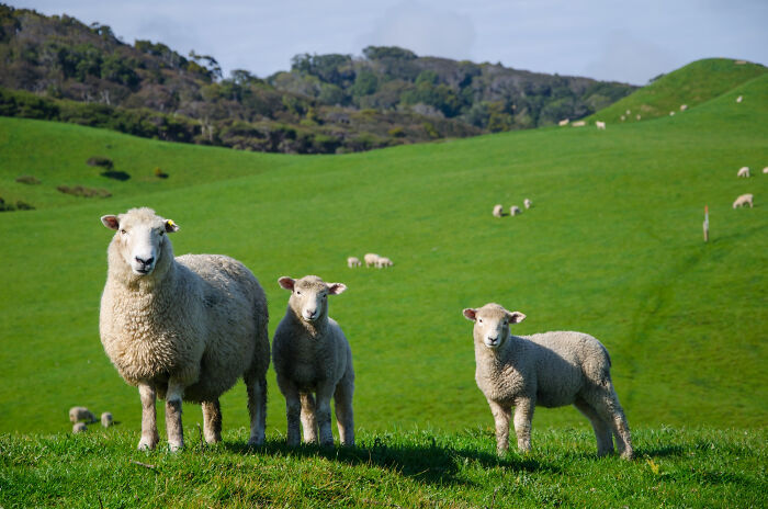 Sheep and lambs grazing on a green pasture under a bright sky