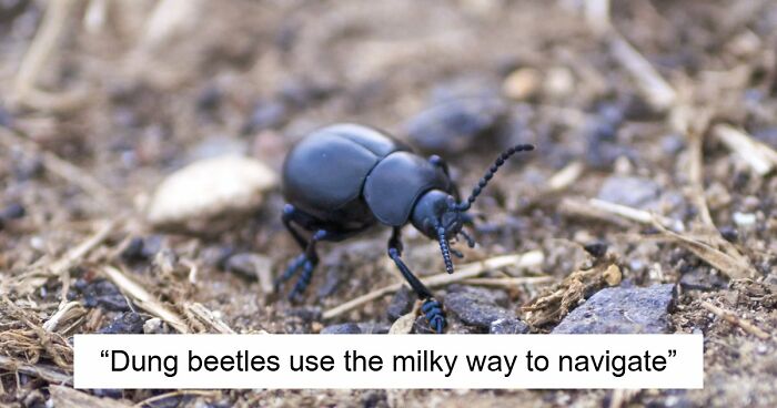 36 Randomly Specific Facts People Have Stored In Their Brains For Absolutely No Practical Reason