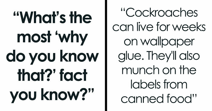 36 Randomly Specific Facts People Have Stored In Their Brains For Absolutely No Practical Reason