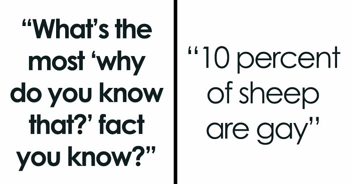 36 Randomly Specific Facts People Have Stored In Their Brains For Absolutely No Practical Reason