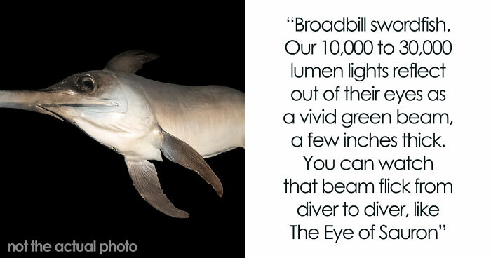 “The Grim Reaper”: 49 Diving Stories That Sound Like Scenes From A Horror Movie