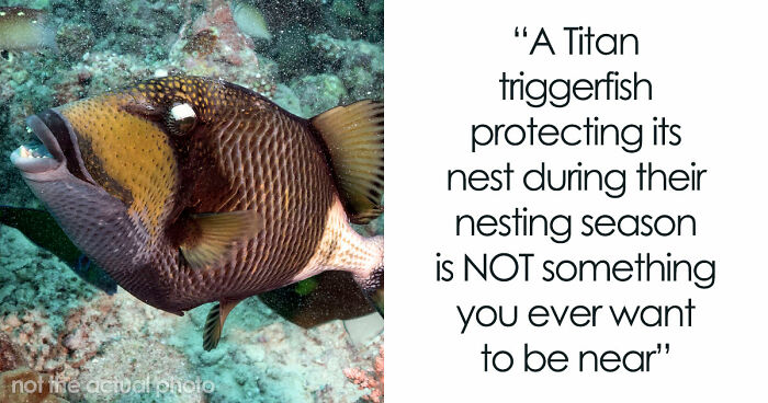 “The Grim Reaper”: 49 Diving Stories That Sound Like Scenes From A Horror Movie
