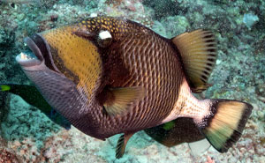 “Ended My Diving Hobby Forever”: 49 Terrifying Times Divers Were Caught Off-Guard Underwater