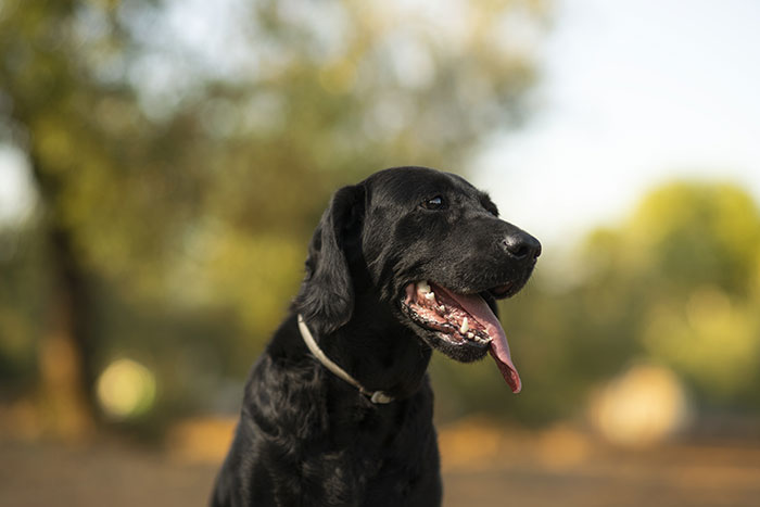 Kids Torment Dog Every Day Until Woman Lets It Loose, Karen Mom Calls Cops But Karma Acts Faster Kids Torment Dog Every Day Until Woman Lets It Loose, Karen Mom Calls Cops But Karma Acts Faster