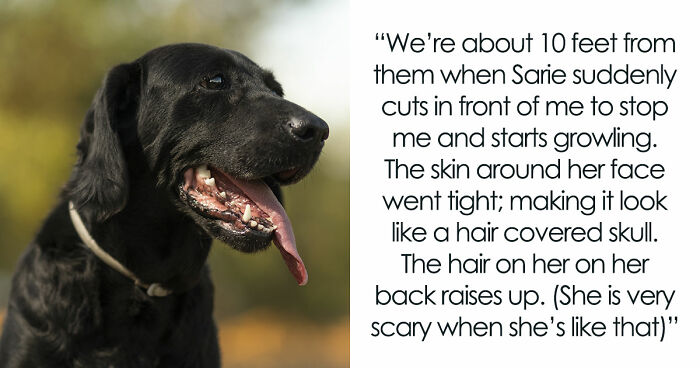 Kids Torment Dog Every Day Until Woman Lets It Loose, Karen Mom Calls Cops But Karma Acts Faster