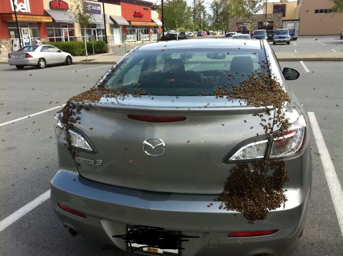 A terrifying nature pic shows a grey car covered in a swarm of bees, parked in a lot outside stores.