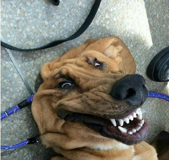 Close-up of a dog making a funny face while lying on the ground