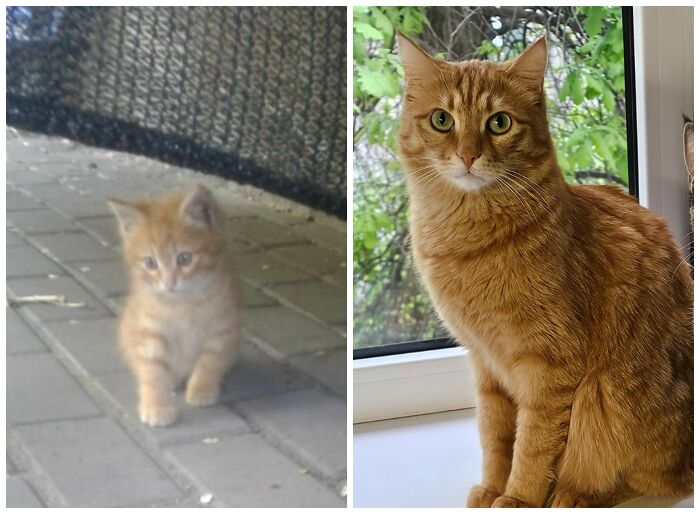 25 Heartwarming Before And After Photos Showing Just How Much Kittens Change As They Grow Up (New Pics)