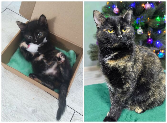 25 Heartwarming Before And After Photos Showing Just How Much Kittens Change As They Grow Up (New Pics)