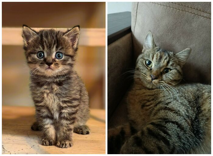 25 Heartwarming Before And After Photos Showing Just How Much Kittens Change As They Grow Up (New Pics)