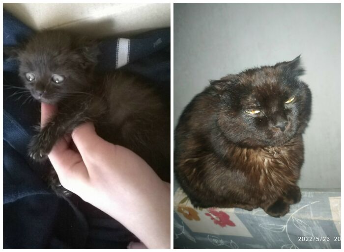 25 Heartwarming Before And After Photos Showing Just How Much Kittens Change As They Grow Up (New Pics)