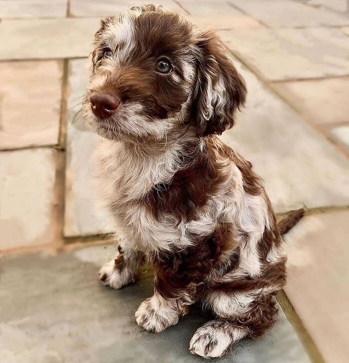 Adorable brown and white speckled puppy sitting outside