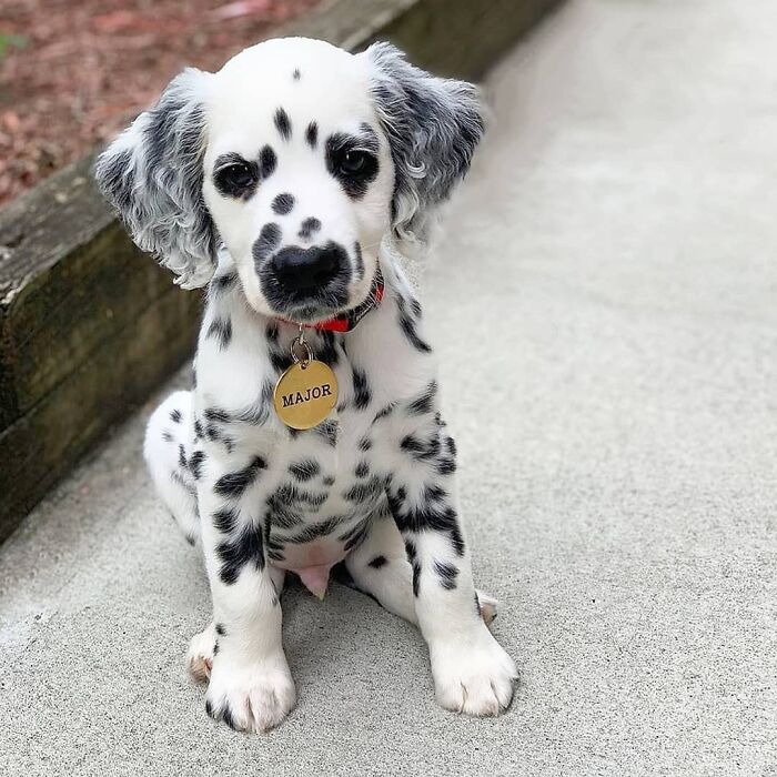 Dalmatian puppy with black spots sitting on sidewalk puppies