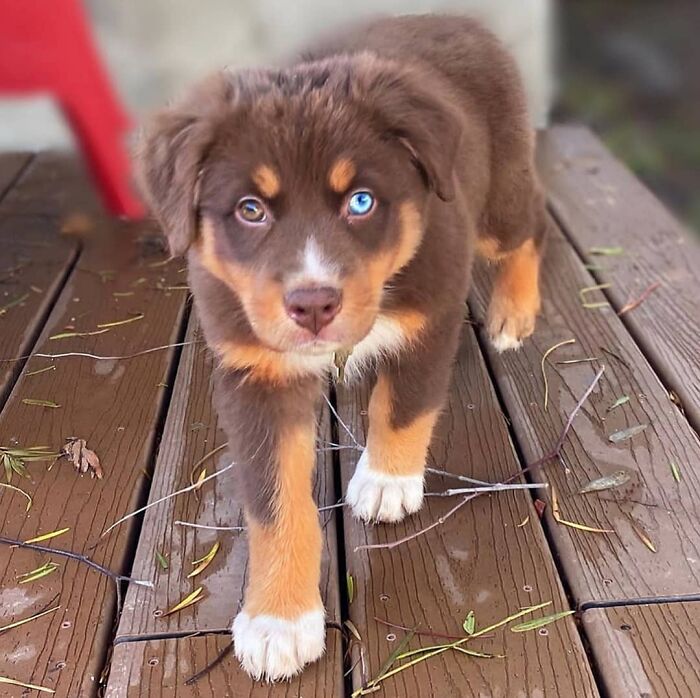 Brown puppy with heterochromia walking on wooden deck