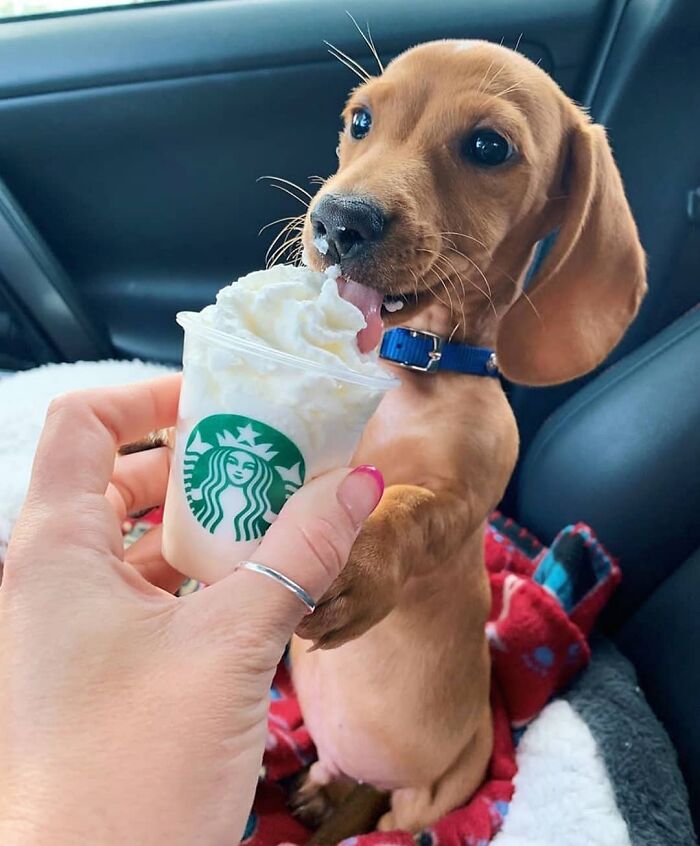 Small dachshund puppy licking whipped cream in car