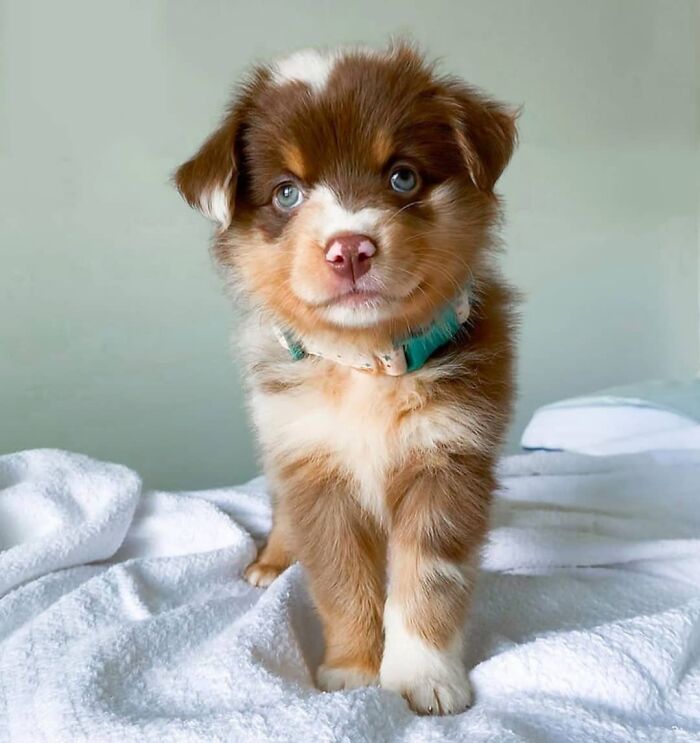 Fluffy puppy with blue eyes standing on white blanket