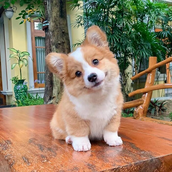 Cute corgi puppy sitting on wooden table outdoors