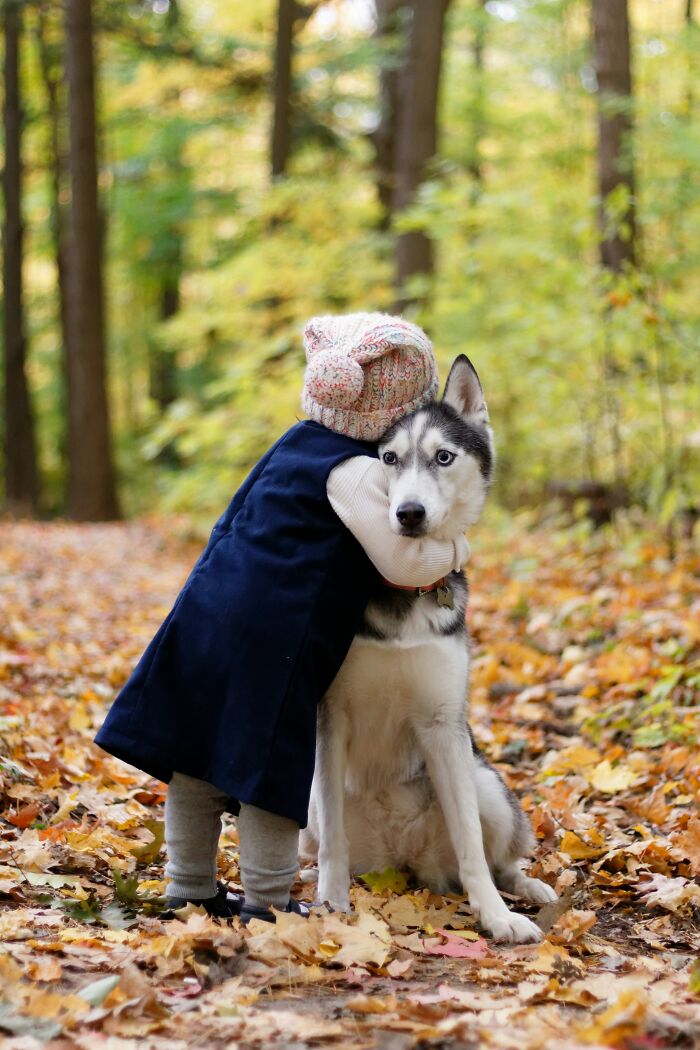 A small child in a blue coat hugs a husky dog in a forest setting with autumn leaves. Human habits can confuse dogs.