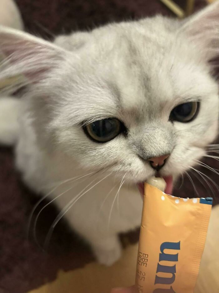 White cat licking a creamy cat treat from a yellow packet food-obsessed cats