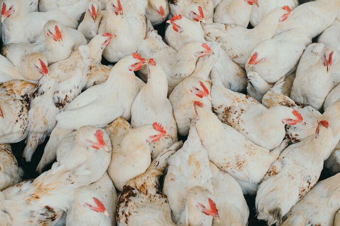 A dense group of white chickens with red combs, representing unusual jobs in poultry farming.