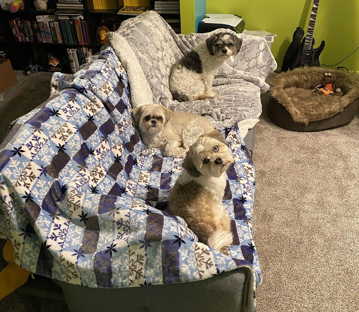 Three small dogs sitting on a sofa with a patterned blanket, representing the Karen drama. Three small dogs sitting on a sofa with a patterned blanket, representing the Karen drama.