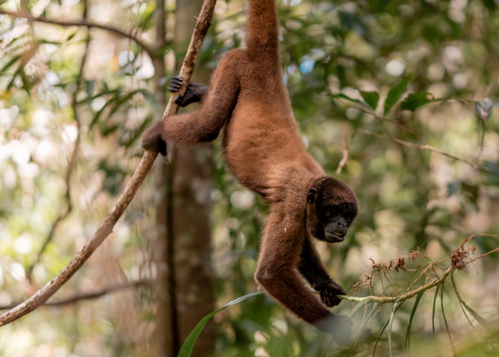 Monkey hanging from tree branch in natural forest