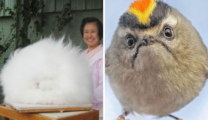 Time Spent Learning About Animals Is Never Wasted, So Here Are 73 Curiosities You Might Appreciate