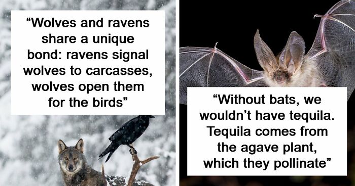 Time Spent Learning About Animals Is Never Wasted, So Here Are 73 Curiosities You Might Appreciate