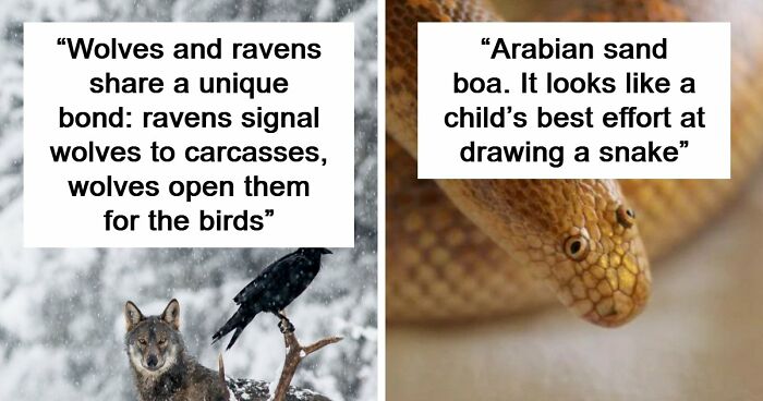 Time Spent Learning About Animals Is Never Wasted, So Here Are 73 Curiosities You Might Appreciate