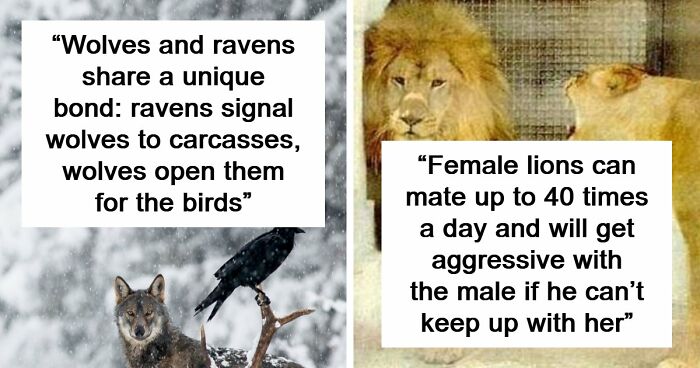 Time Spent Learning About Animals Is Never Wasted, So Here Are 73 Curiosities You Might Appreciate