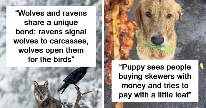 Time Spent Learning About Animals Is Never Wasted, So Here Are 73 Curiosities You Might Appreciate