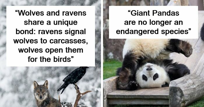 Time Spent Learning About Animals Is Never Wasted, So Here Are 73 Curiosities You Might Appreciate
